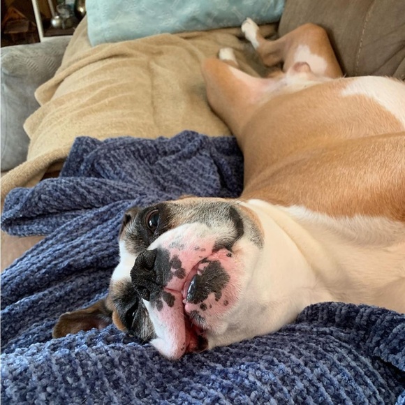 Apollo 🪽❤️‍🩹 - Picture 8 of 13